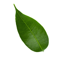 Image Slider 4